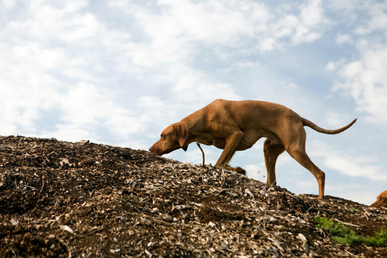 Sniffing Dog