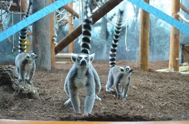 Henry Vilas Zoo lemurs