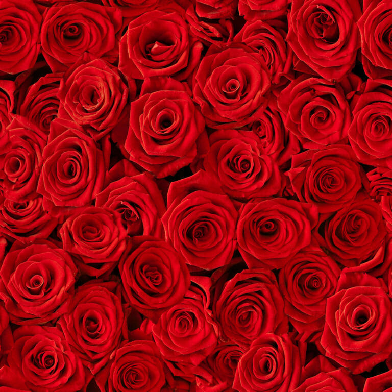 Valentine's Day Roses