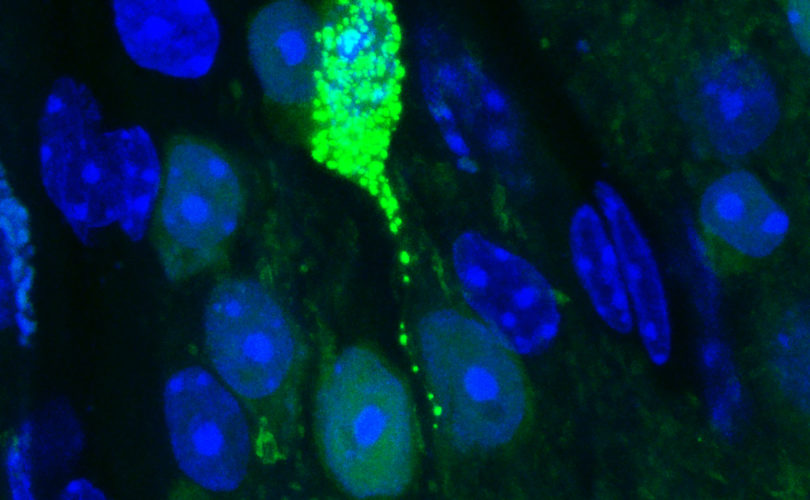 Molecular neurobiology image