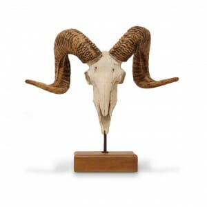 Designing with Antlers? It’s a YES for this season!